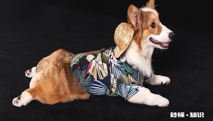 狗狗翻肠子怎么办在家解决 狗狗翻肠子症状