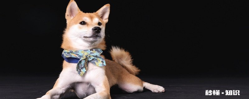 狗狗翻肠子怎么办在家解决 狗狗翻肠子症状