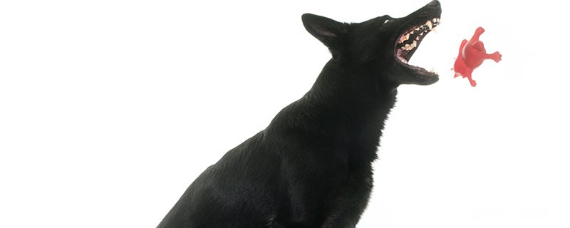 纯黑德牧是怎么回事 纯黑德牧的耐寒程度高吗