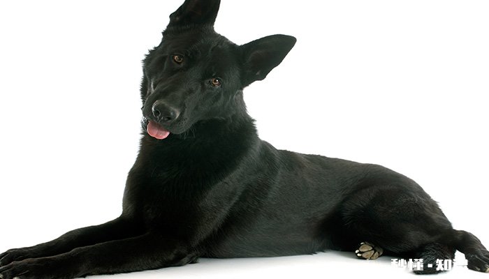 纯黑德牧是怎么回事 纯黑德牧的耐寒程度高吗