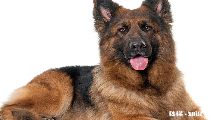 德国牧羊犬怎样训练 德国牧羊犬的优点是什么