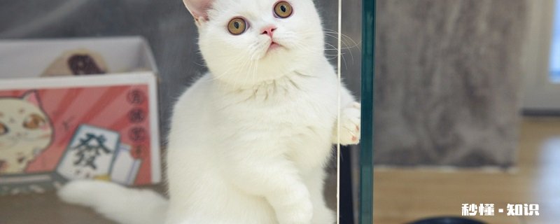 小猫吃鱼会被鱼刺卡吗 猫可以吃的鱼类