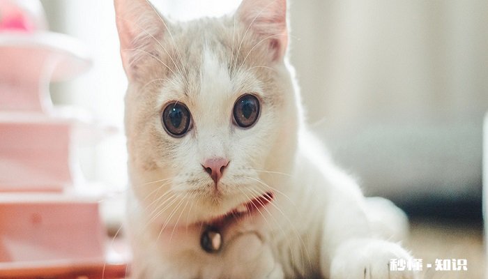 小猫吃鱼会被鱼刺卡吗 猫可以吃的鱼类