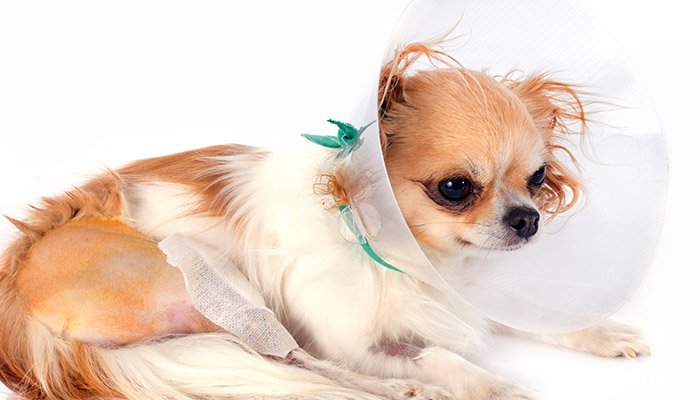 狗喘气急促怎么回事 狗喘气急促解决办法是什么