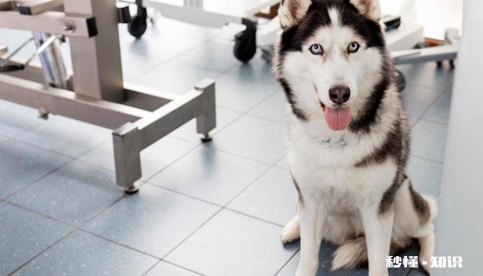 哈士奇为什么不会狗叫 哈士奇的形态特征有哪些