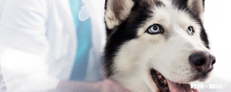 哈士奇为什么不会狗叫 哈士奇的形态特征有哪些