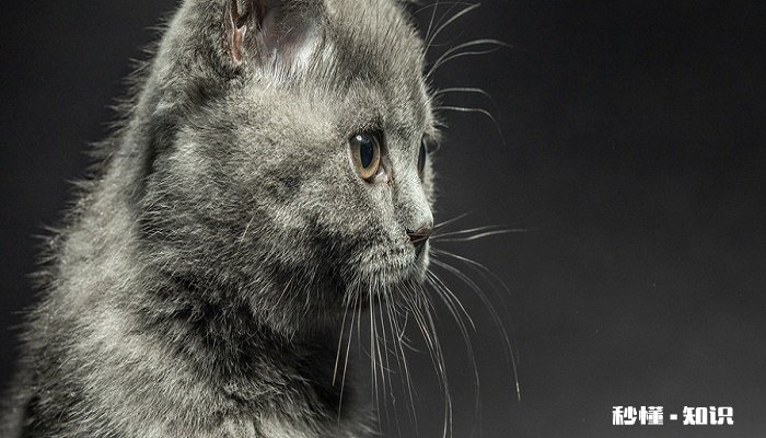 猫慢性肾衰 如何治疗猫咪慢性肾衰竭