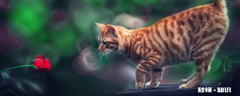 猫慢性肾衰 如何治疗猫咪慢性肾衰竭