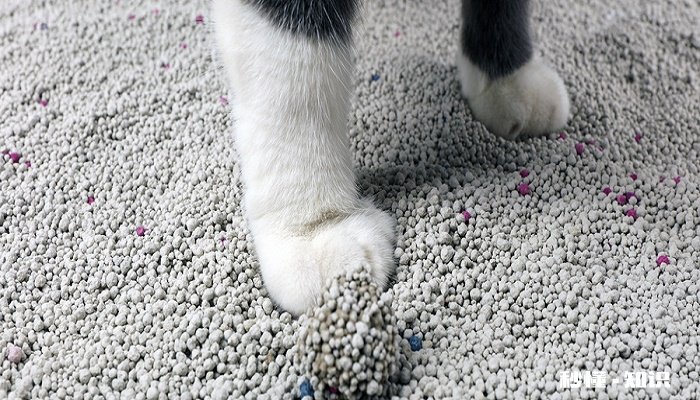 松木猫砂怎么用 如何清理松木猫砂