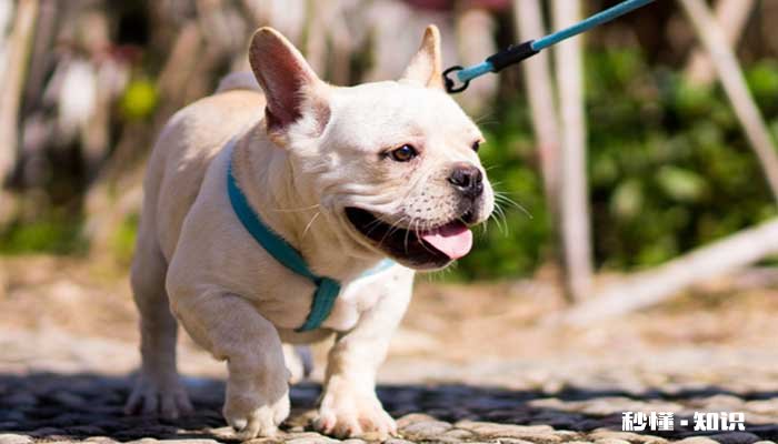 斗牛犬好养吗 怎样饲养管理斗牛犬