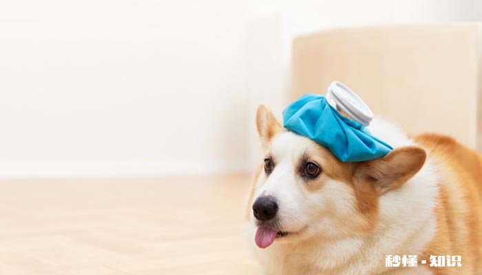 狗可以吃番石榴吗 狗可以吃什么水果