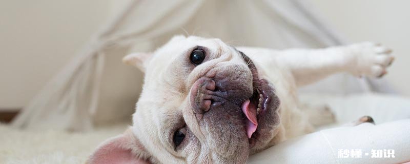 狗可以吃番石榴吗 狗可以吃什么水果