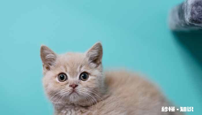 猫摇头原因是什么情况 猫摇头挠耳朵怎么回事