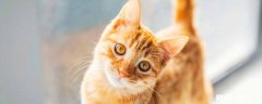 猫摇头原因是什么情况 猫摇头挠耳朵怎么回事