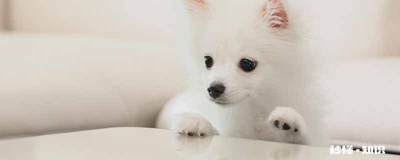 博美犬不能吃什么 养博美犬要注意什么