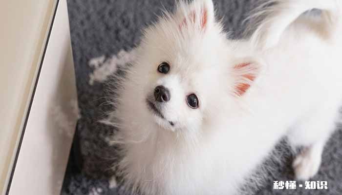 博美犬不能吃什么 养博美犬要注意什么