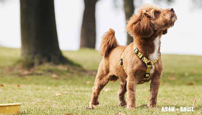 泰迪体臭什么原因 泰迪体臭怎么办