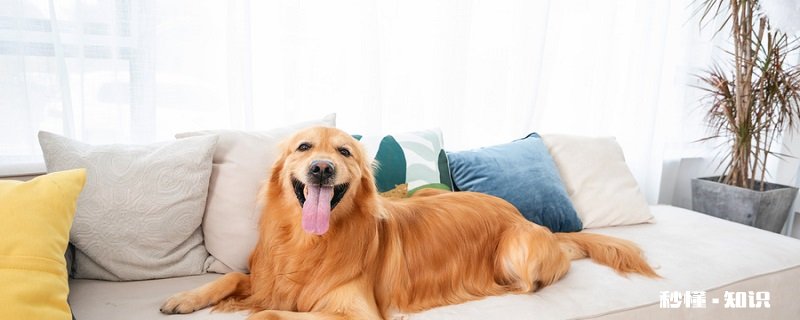 什么样的杜高是纯种 杜高犬的优点