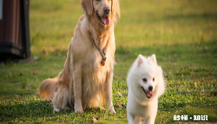 什么样的杜高是纯种 杜高犬的优点