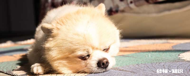 小狗睡觉翻白眼怎么回事 狗睡觉呼吸急促是为什么