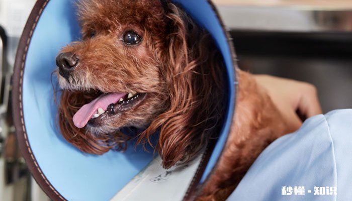 狗能吃人的药吗 狗生病的前兆有有哪些