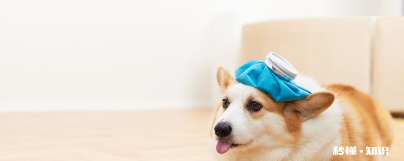 狗能吃人的药吗 狗生病的前兆有有哪些