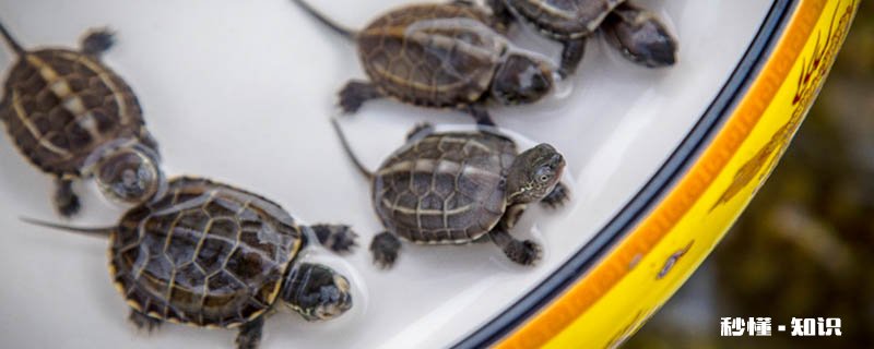 巴西龟白眼病怎么治疗 乌龟白眼病能自愈吗