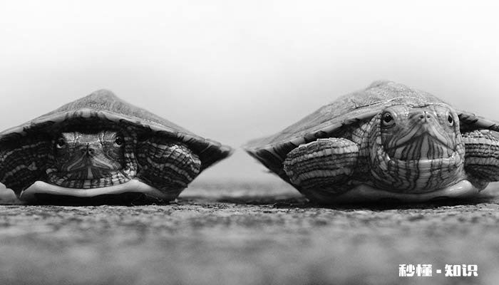 巴西龟白眼病怎么治疗 乌龟白眼病能自愈吗