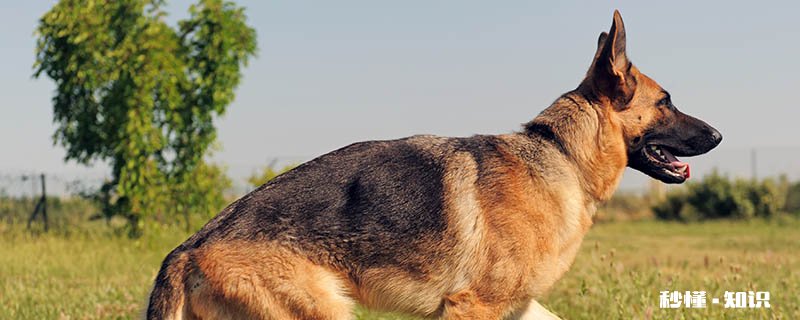东德牧羊犬和西德牧羊犬的区别 东德牧羊犬的优点有什么