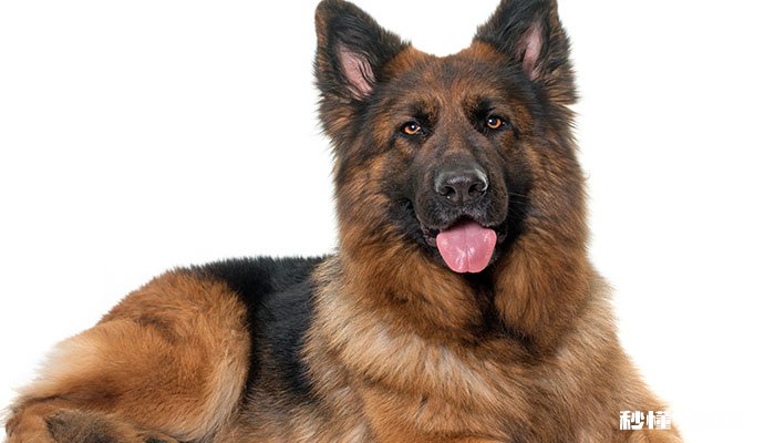 东德牧羊犬和西德牧羊犬的区别 东德牧羊犬的优点有什么