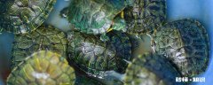 乌龟是什么时候冬眠的 乌龟冬眠的时候怎么养