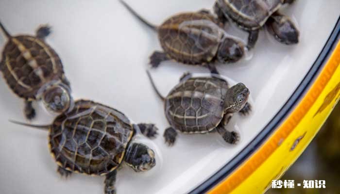 乌龟是什么时候冬眠的 乌龟冬眠的时候怎么养