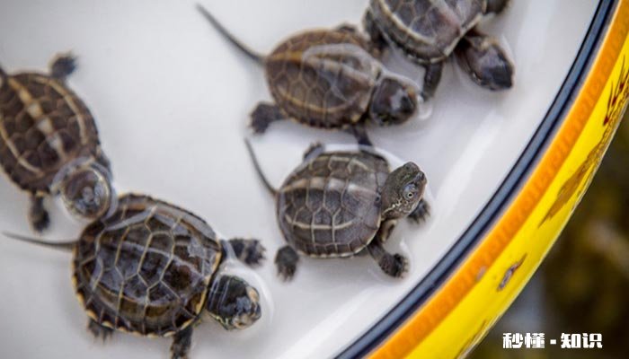 小乌龟眼睛睁不开怎么办 小乌龟得了白眼病的症状有哪些