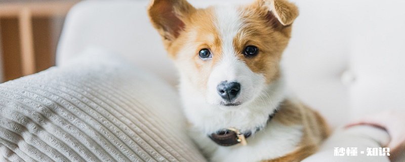 萌犬便便稀怎么办 萌犬便便稀原因