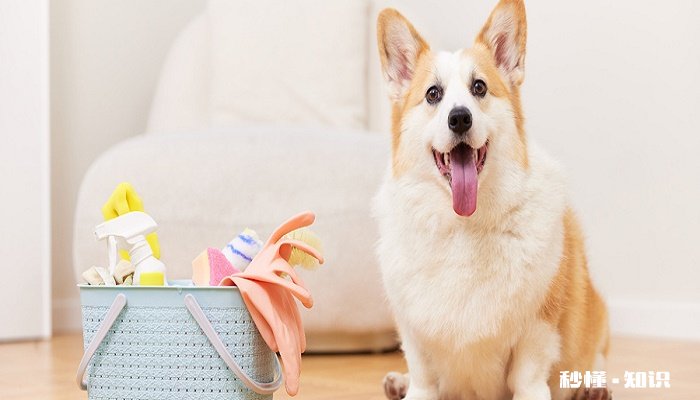 萌犬便便稀怎么办 萌犬便便稀原因