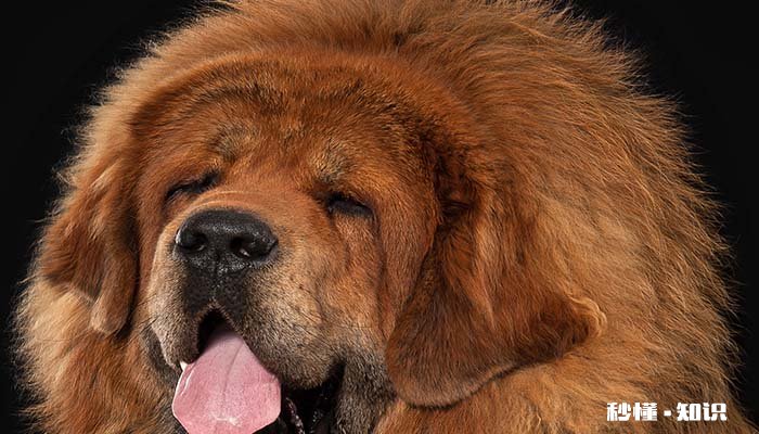 两个月大的松狮狗狗能吃什么 喂养松狮狗需要注意什么