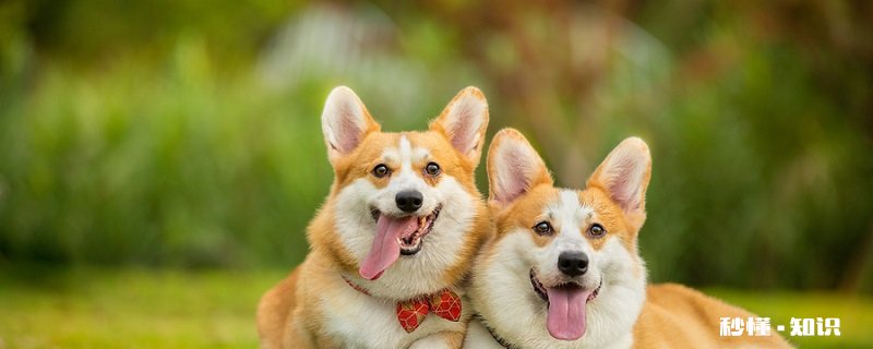 狗瘟热的症状怎么治疗方法 狗瘟的症状