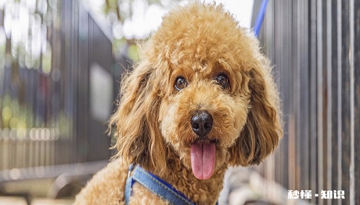 狗瘟热的症状怎么治疗方法 狗瘟的症状