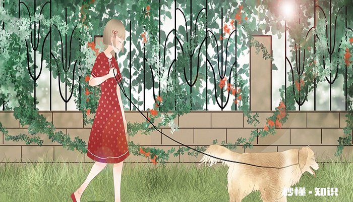 德牧耳号是什么样子的 怎么查询德牧耳号