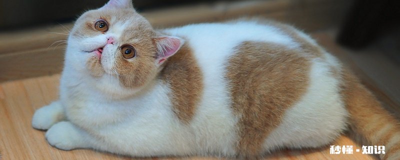 波斯猫的眼睛 波斯猫吃什么