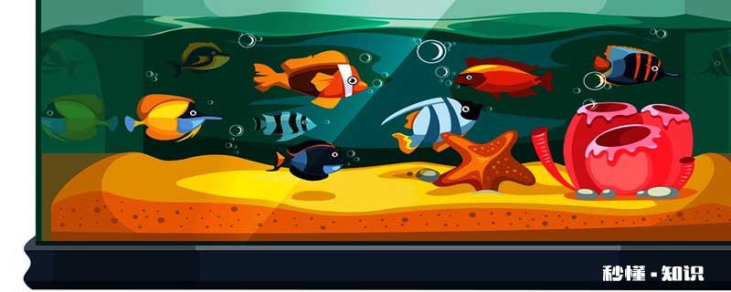 清道夫吃什么 清道夫真的可以清洁鱼缸吗