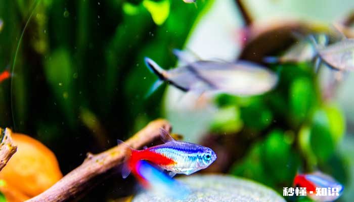 清道夫吃什么 清道夫真的可以清洁鱼缸吗