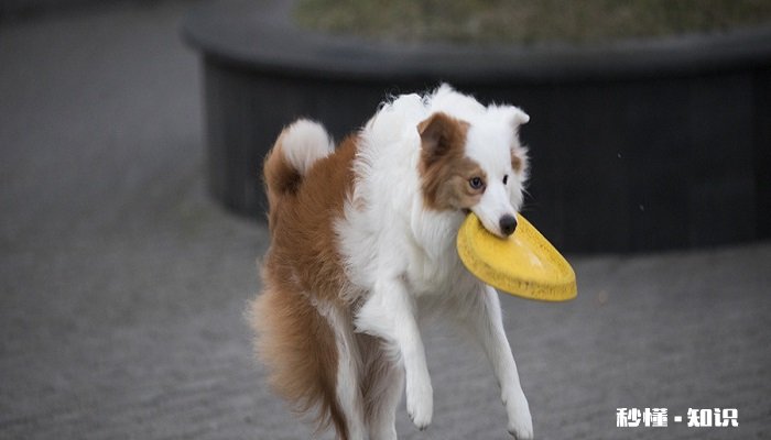 适合家养的宠物 家养宠物注意事项