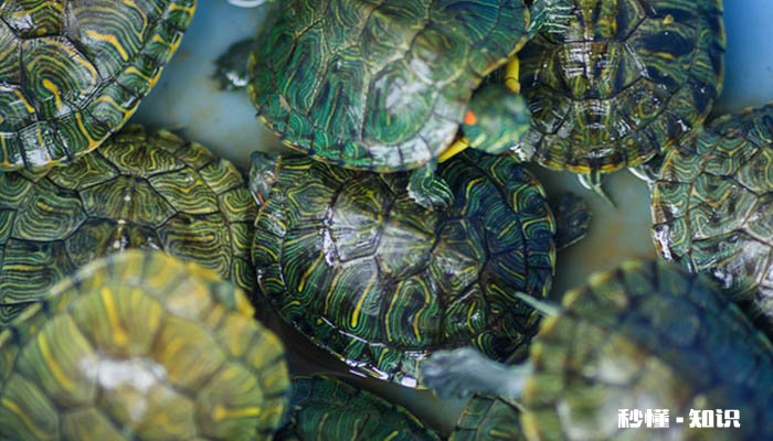 乌龟吃什么 乌龟在越冬期怎么管理