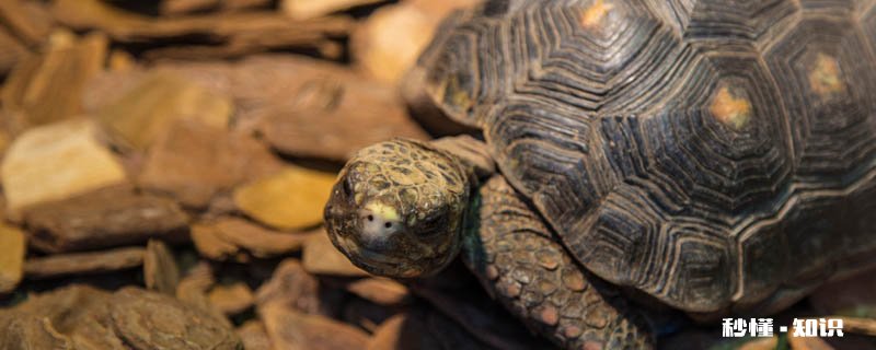 乌龟吃什么 乌龟在越冬期怎么管理