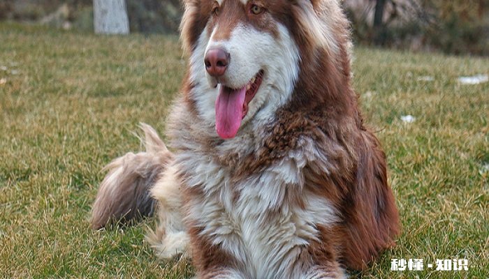 大狼狗是什么品种 大狼狗的形态特征