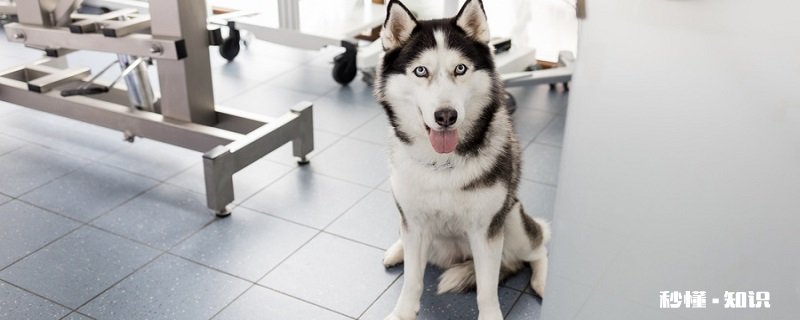 大狼狗是什么品种 大狼狗的形态特征