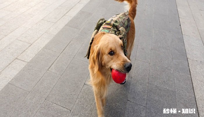 怎样训狗 最佳训练期