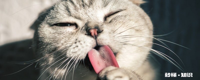 猫怎么减肥 如何判断猫是否肥胖