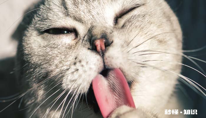 猫怀孕多久生产 猫怀孕注意事项的注意事项有哪些